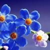 12月下旬诞生花 知乎