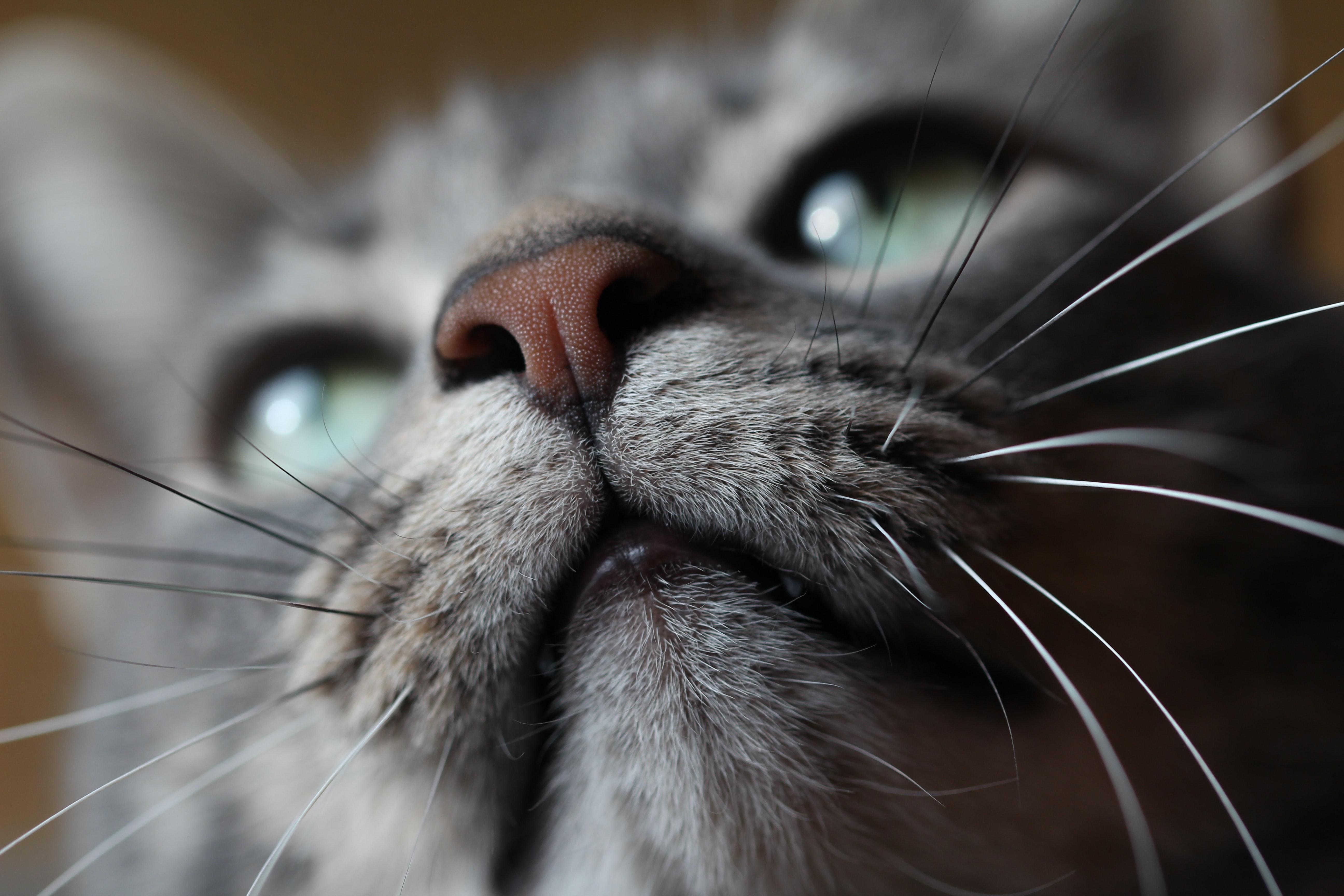 猫黑下巴，换猫粮就可以了吗？