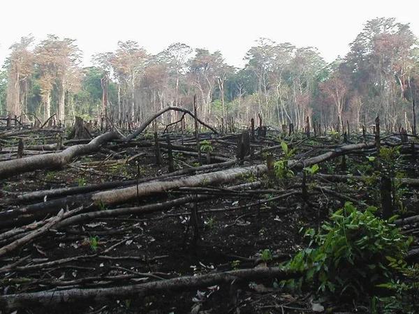 在危地马拉,为了开垦农田,大片热带雨林被烧毁图片:wikimedia