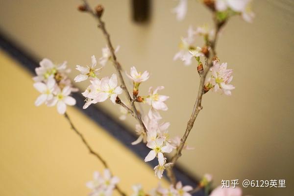 在北国温泉乡 迎接冬去春来 知乎