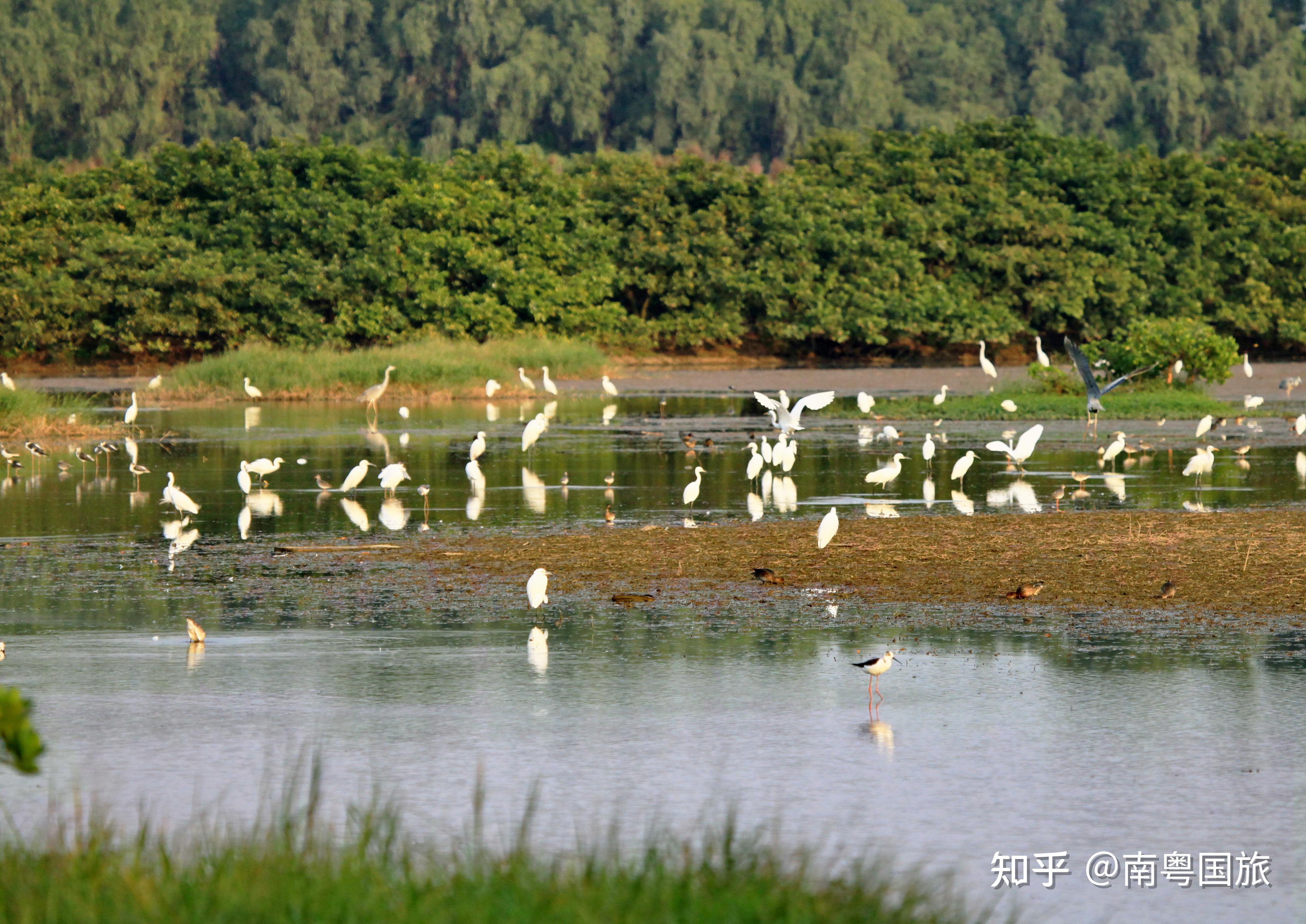 南沙湿地公园位于广州市最南端,地处珠江出海口西岸的南沙区万顷沙镇