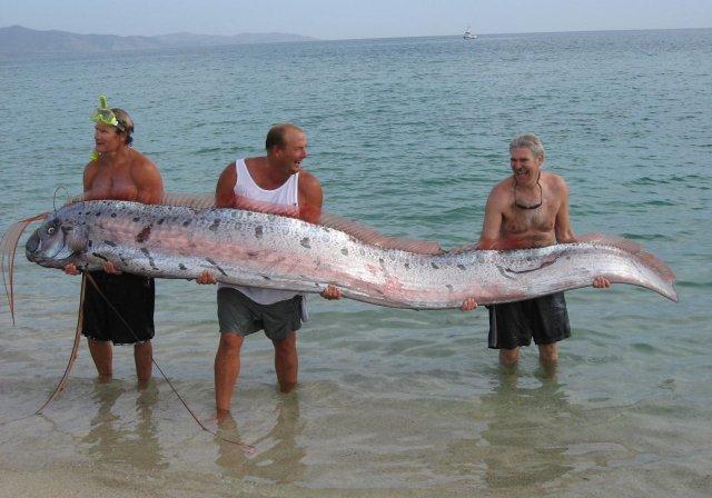 由于体型庞大,皇带鱼几乎没有天敌,但从一些伤痕和断尾现象来看,鲨鱼