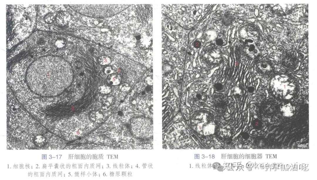 小鼠肝脏组织学 - 知乎