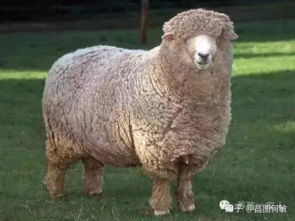 都知道养羊好 羊的品种你知多少 知乎