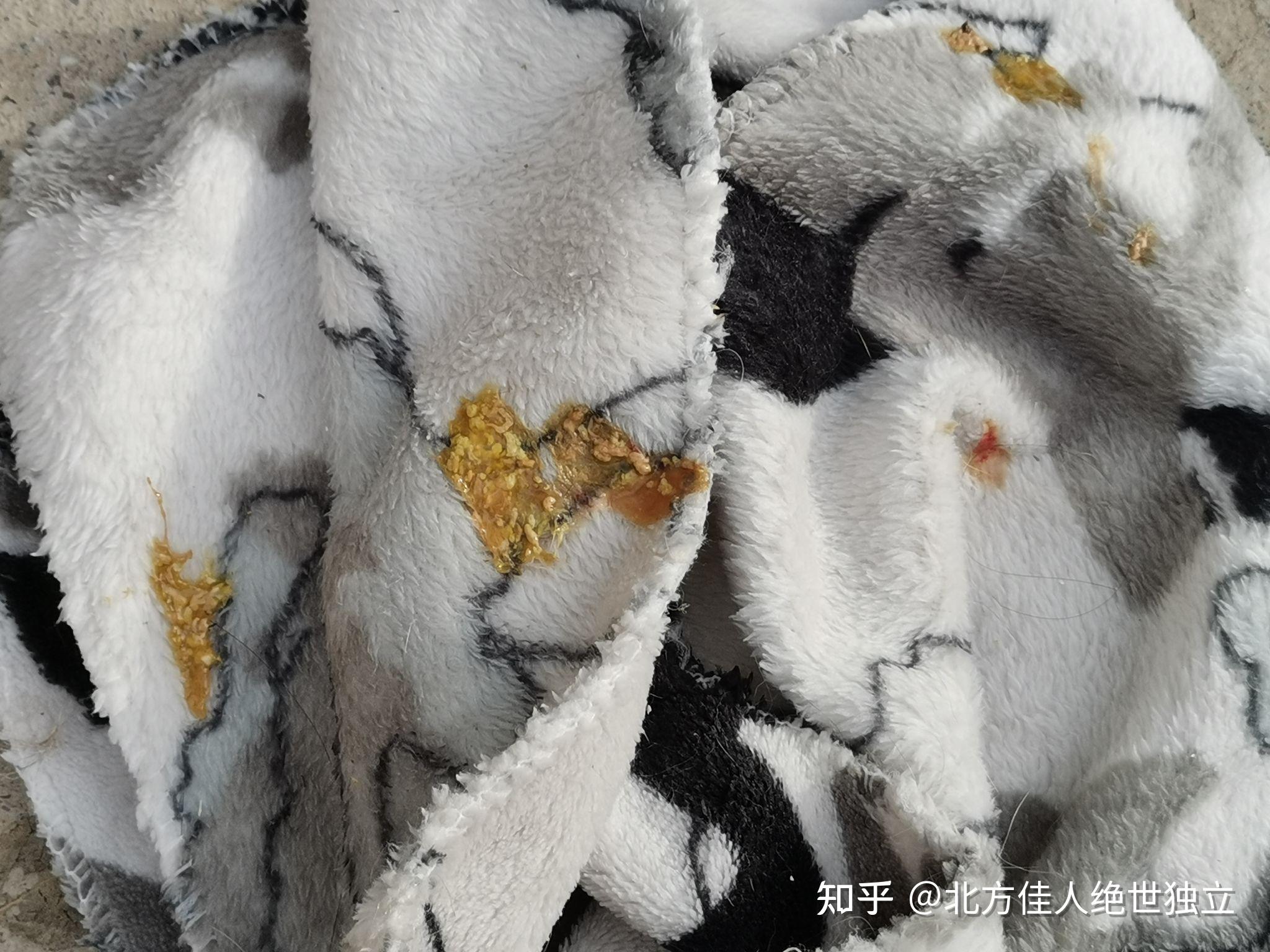 幼猫拉稀软便腹泻拉血怎么回事啊? - 知乎