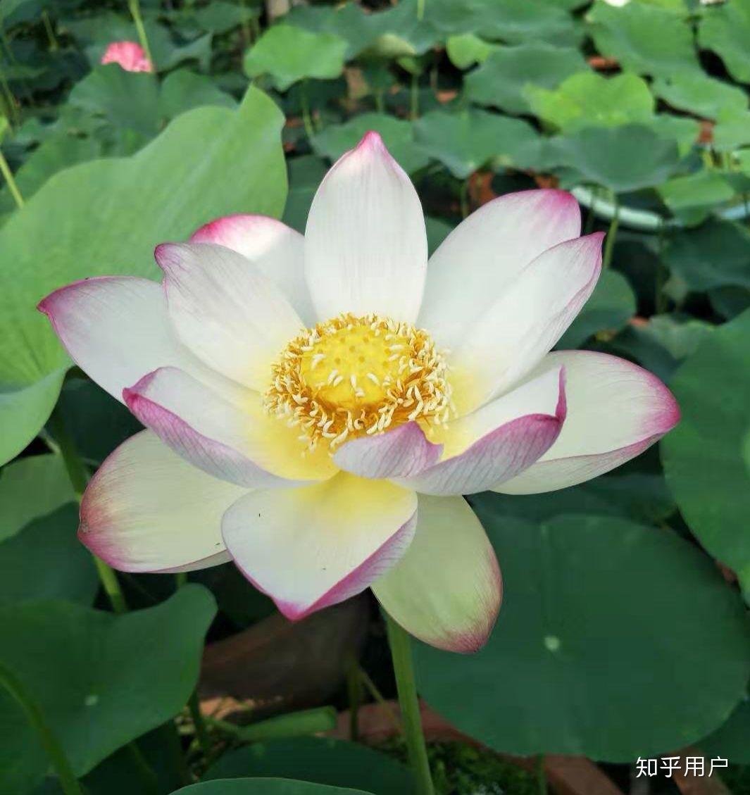 碗莲怎么水培?(水培碗莲种植方法图解)