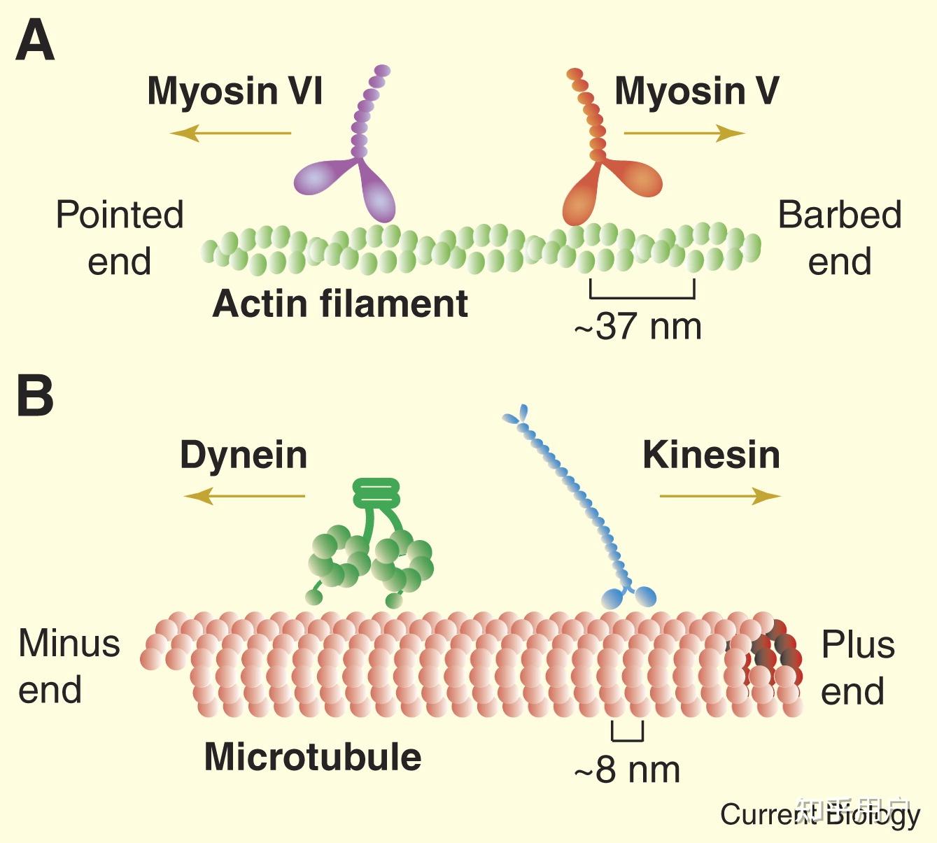 微管和微丝的区别? - 知乎
