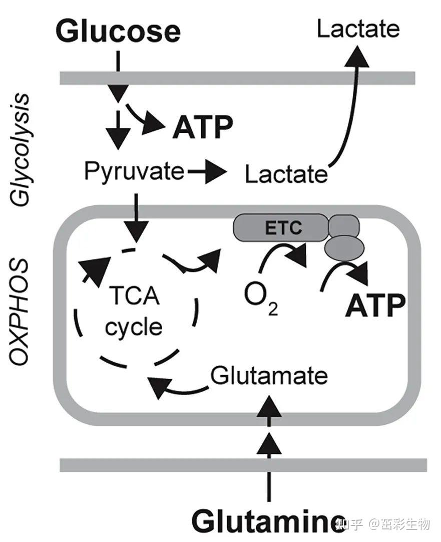 氧化磷酸化生化指标|茁彩生物- 知乎