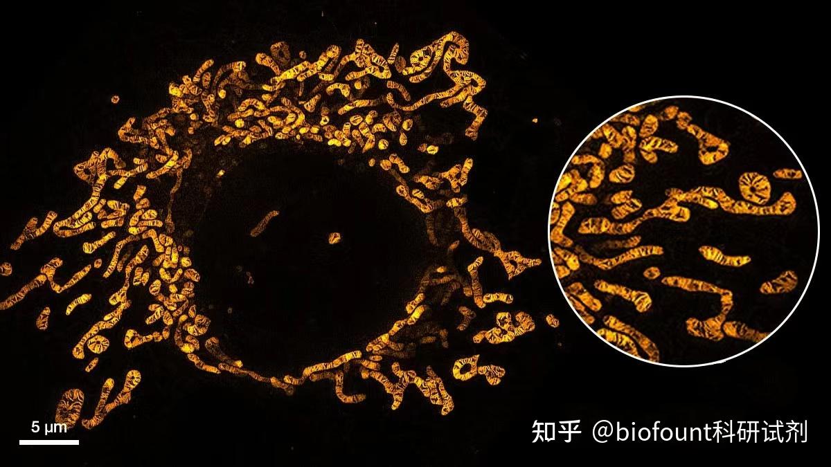 3种好用的线粒体荧光探针 - 知乎