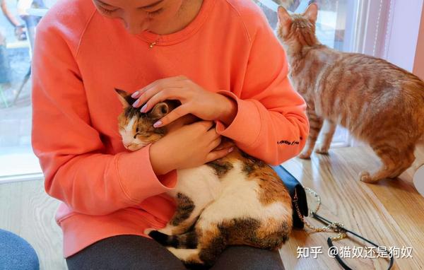 你摸猫咪的“脑袋”时,它并不觉得是在表达爱意 - 知乎