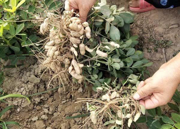 花生根结线虫病的特征和防治措施怎么正确区分花生线虫病