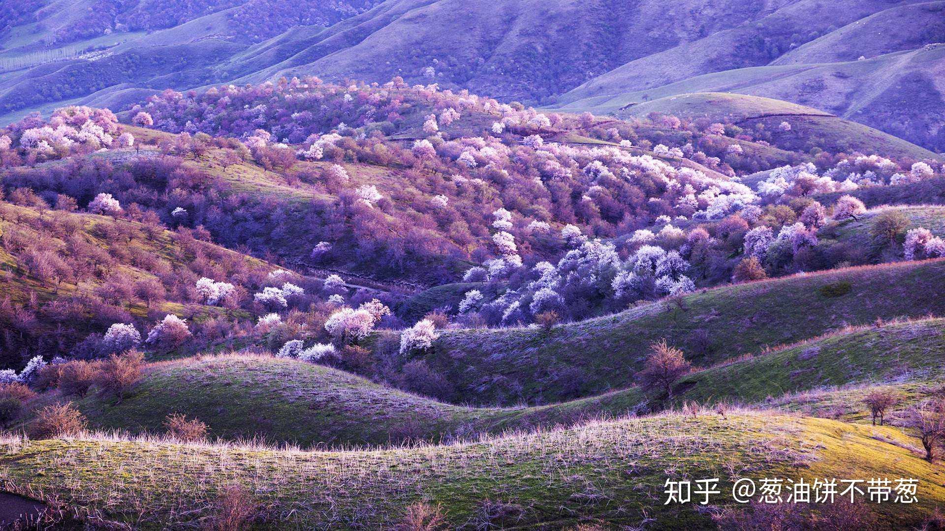 “小葱带你吃天下”——伊犁:走进中国最大通商口岸! - 知乎