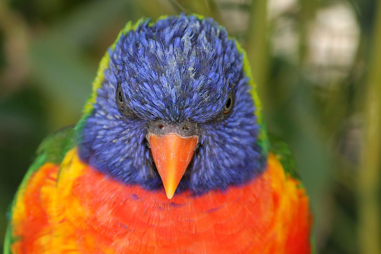 4. 蓝鹦鹉售价一览