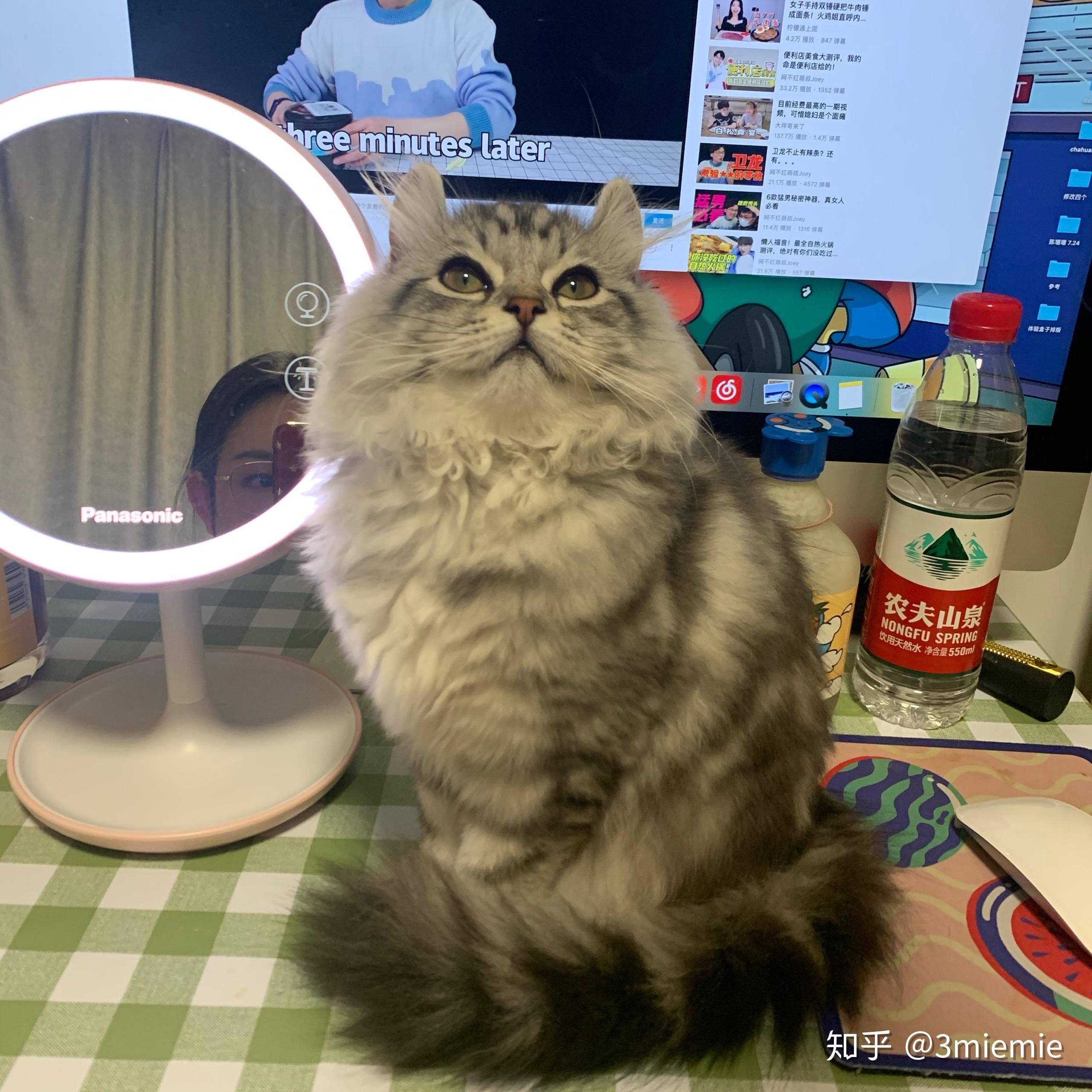 美短返祖长毛猫有人买吗?