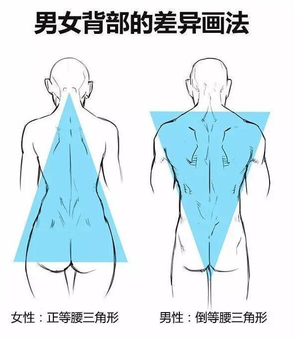 教材 男性上半身形体认识part 1 专业漫画 绘画培训课程 知乎 教材 男性上半身形体认识part 1 专业漫画 绘画培训课程 知乎