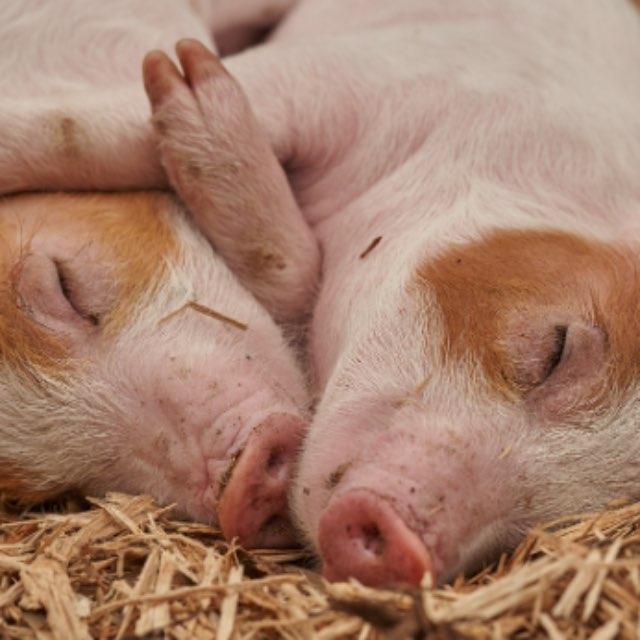 如果猪从地球上消失了，替代猪的地位的最有可能是什么动物？