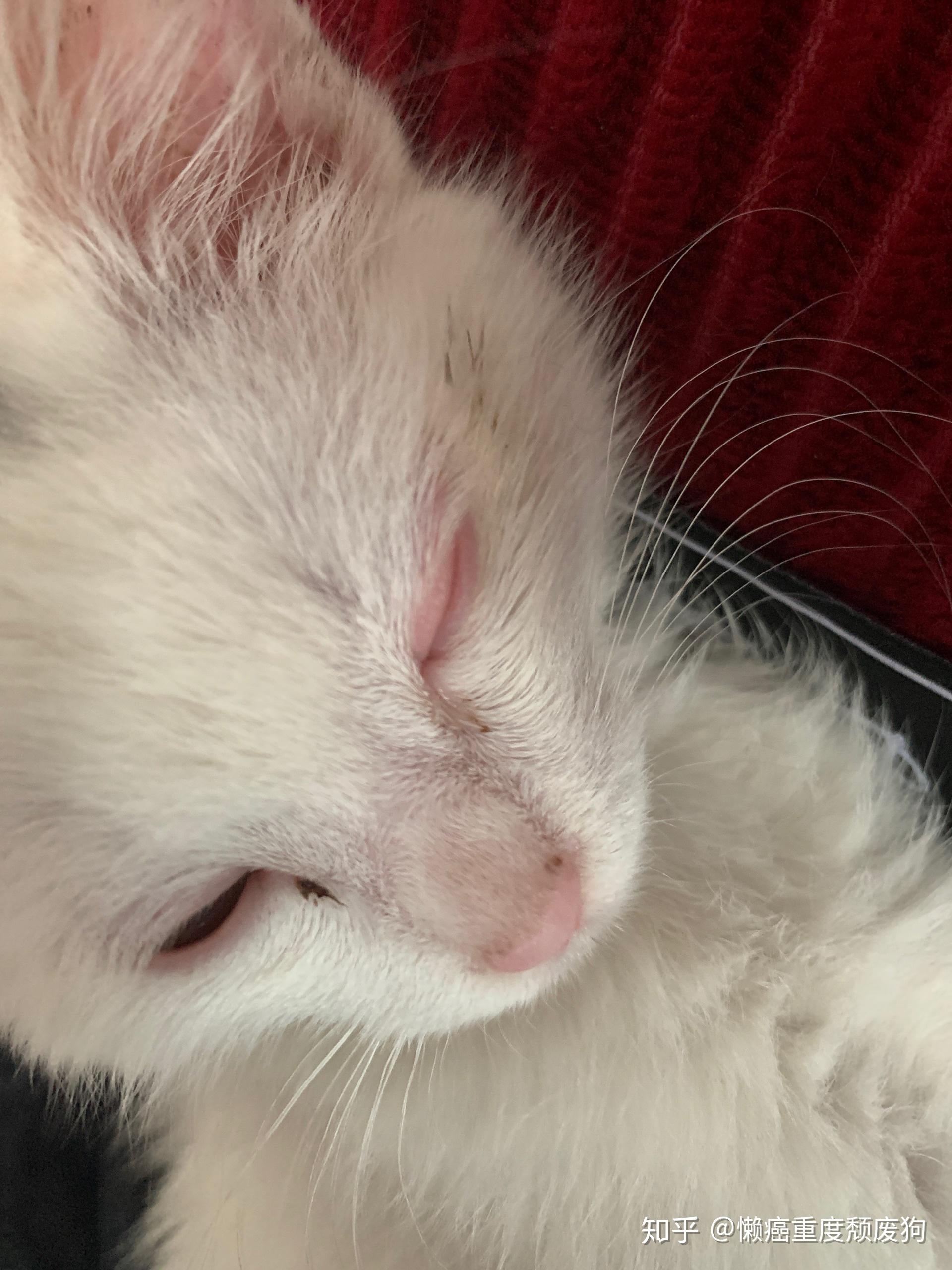 猫咪眼睛眼皮红红的偶尔肿偶尔不肿已经抹过金霉素软膏了但是只是当下