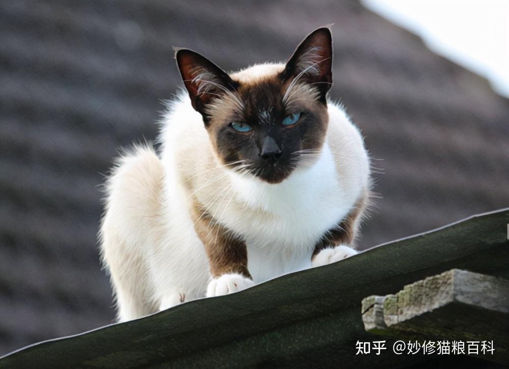 猫界中最能打的6种猫个个战斗力爆表