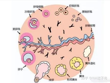 什么是促黄体生成素 - 知乎