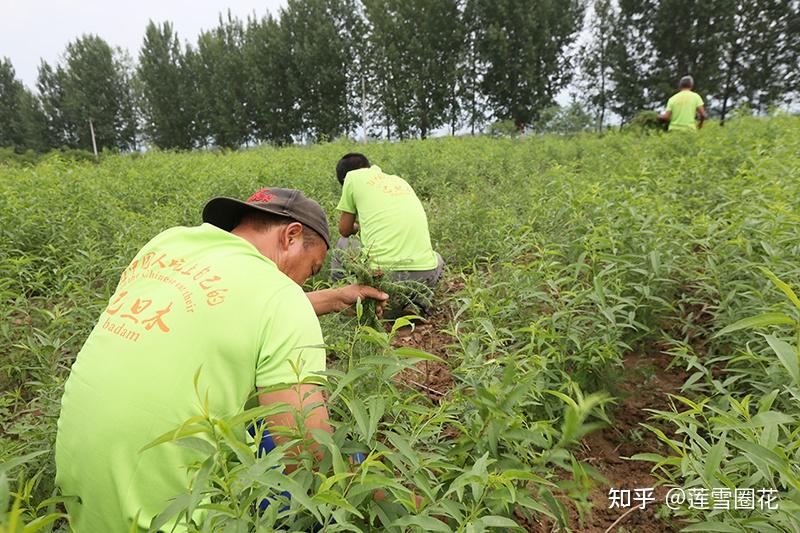 起初在新疆的莎車縣種植,因為土地資源比較多人口比較少的原因種植的