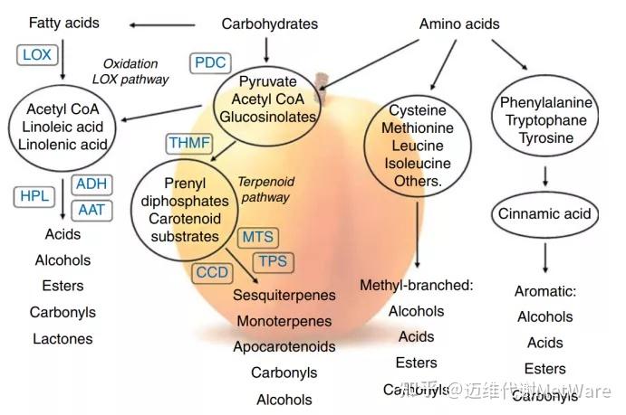 水果香氣專題 | 常見水果香氣物質成分&代謝通路&檢測方法介紹 - 知乎