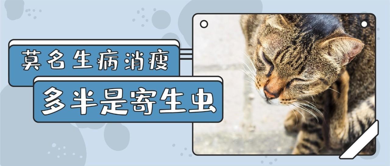 猫咪出现哪些症状 就要排查寄生虫了 知乎 猫咪出现哪些症状 就要排查寄生虫了 知乎