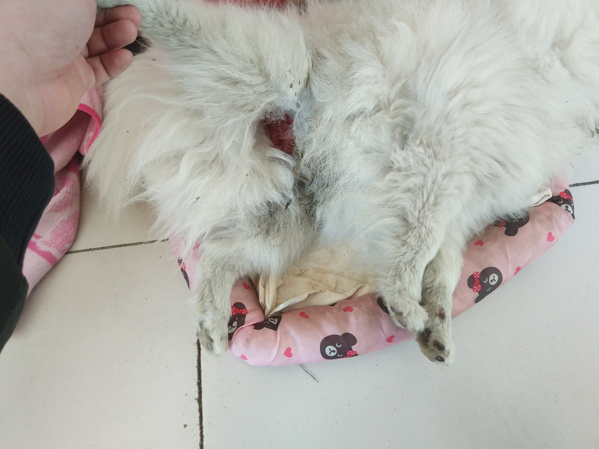博美被恶犬咬了请各位大神看看应该没啥事吧