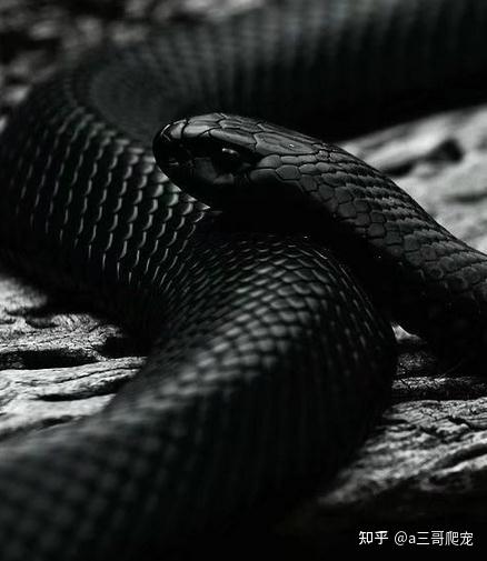 看上去凶狠、霸道无比的墨西哥黑王蛇 - 知乎