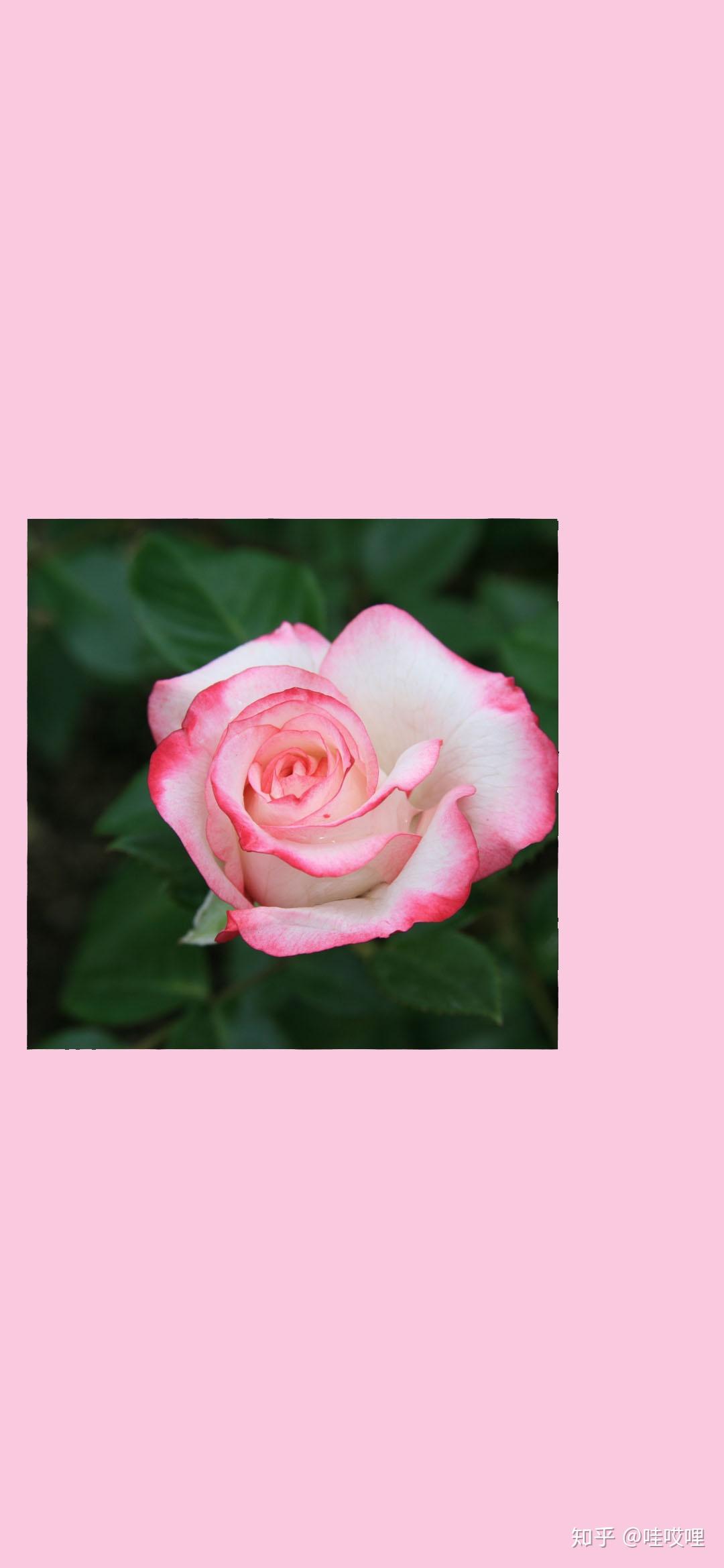 补丁壁纸樱粉花朵壁纸手机壁纸