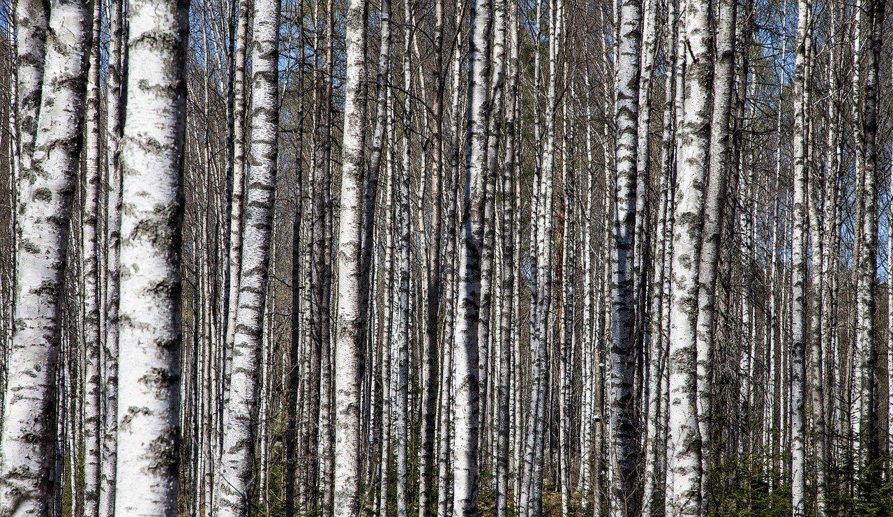 3. 朴树品种特色览