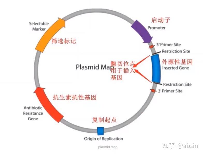 分子克隆技术——质粒介绍篇 - 知乎