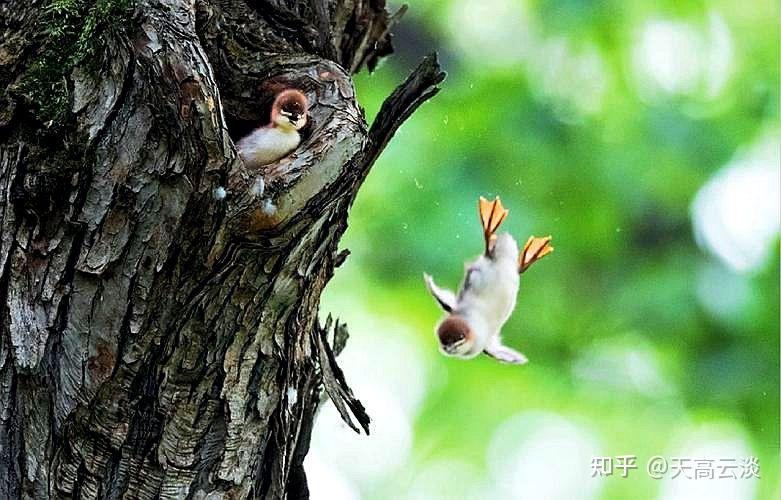 白颊黑雁带幼鸟纪录片图片