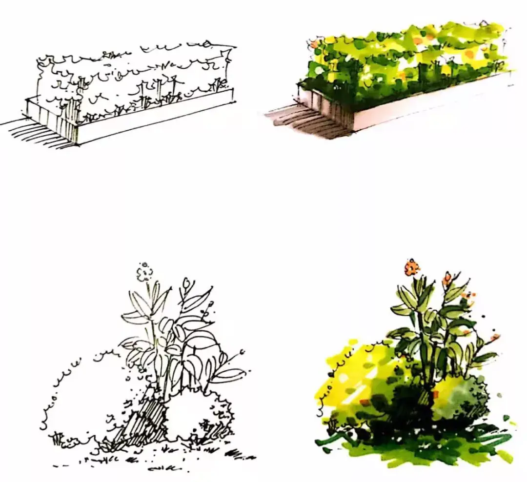 马克笔植物手绘教程案例分享_汉武手绘-站酷ZCOOL