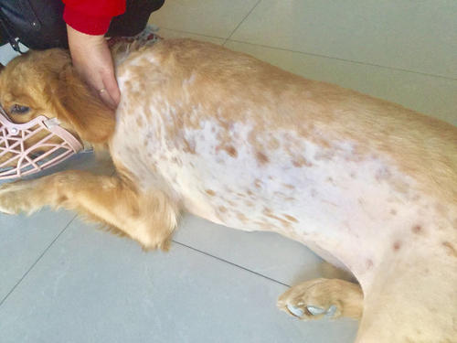 到底该怎么解决宠物异味这个最让养宠人头疼的问题