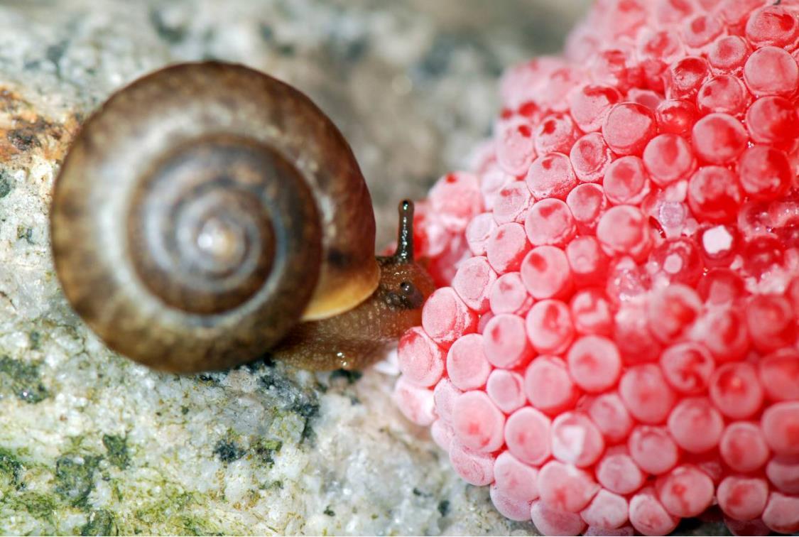 一只或有6000寄生虫福寿螺入侵全球在中国也差点吃出人命