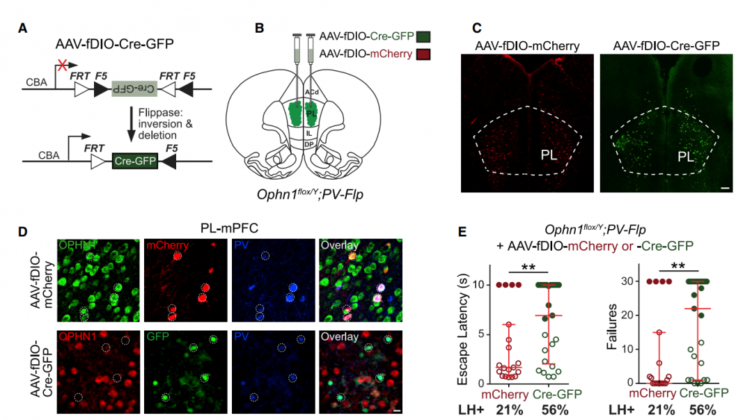 研究者利用β-actin-cre小鼠与ophn1-flox小鼠杂交构建actb-ophn1cko