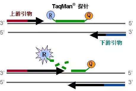 一文读懂荧光定量pcr(建议收藏)