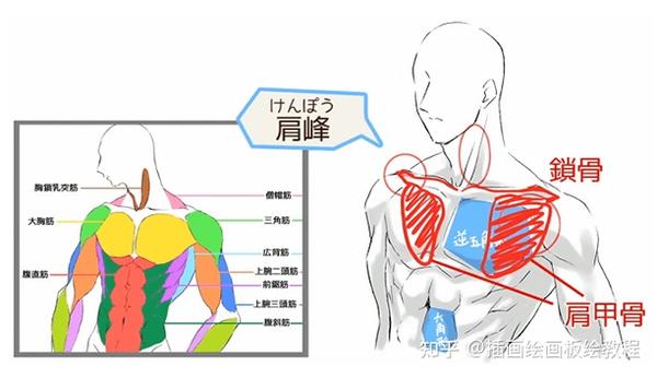 男性肌肉怎么画 掌握基本人体结构 人体肌肉怎么画都好看 知乎