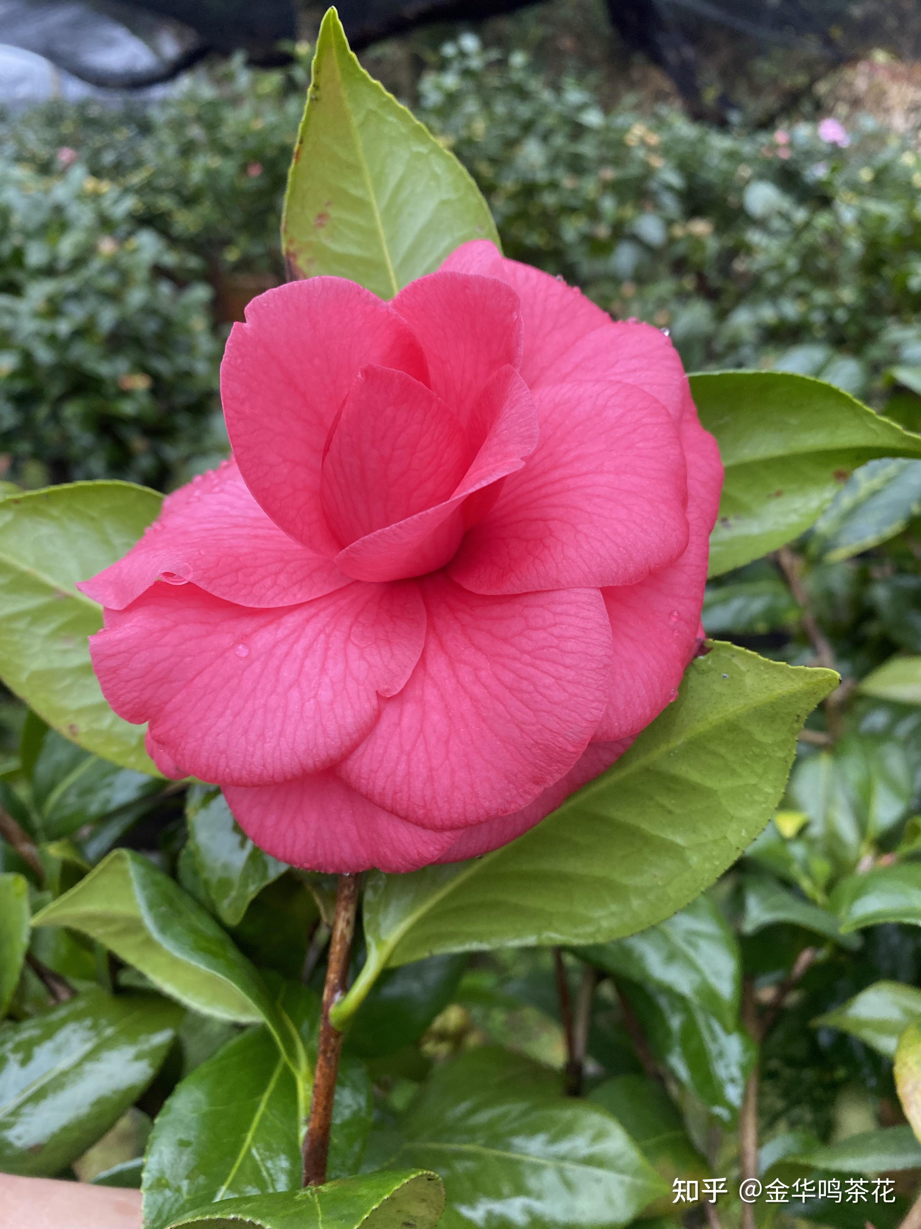 花仙子茶花 