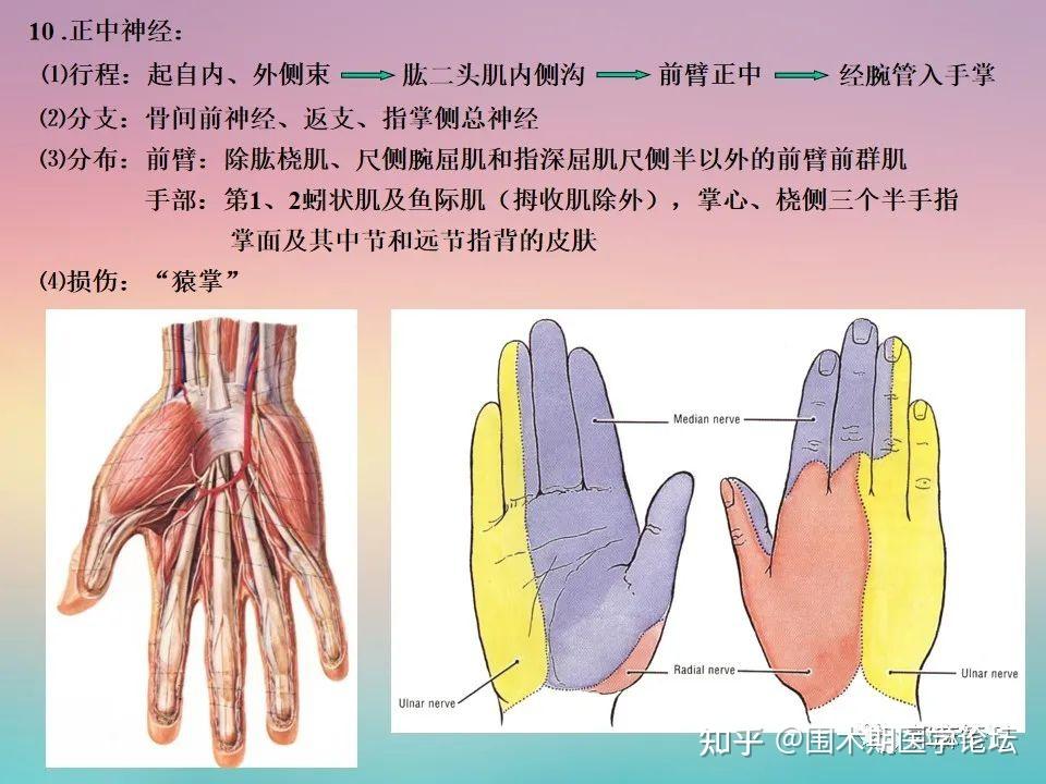 颈丛、臂丛解剖高清图解(PPT课件) - 知乎