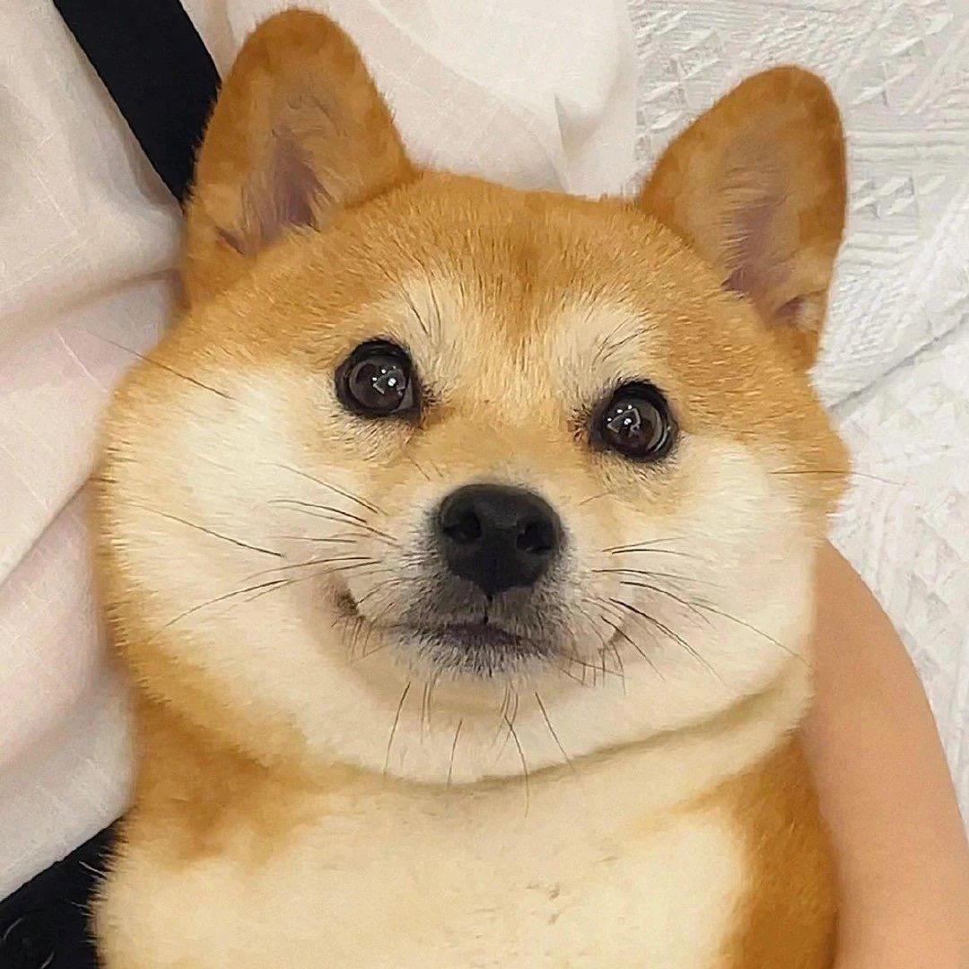 有没有那种特别可爱的狗狗的照片可以做头像那种的