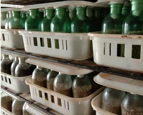 湘蕈姬松茸秋季菌种制作