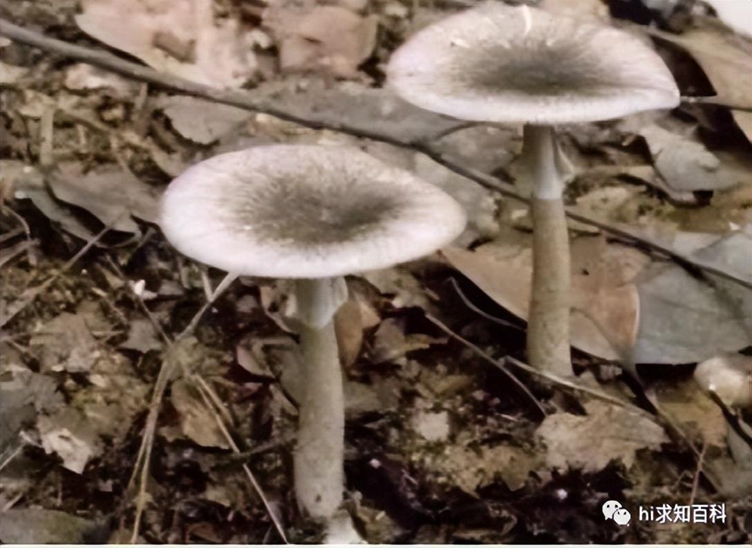 云南三种常见野生毒菌!白毒伞最为致命,堪称野生菌里的银环蛇 - 知乎