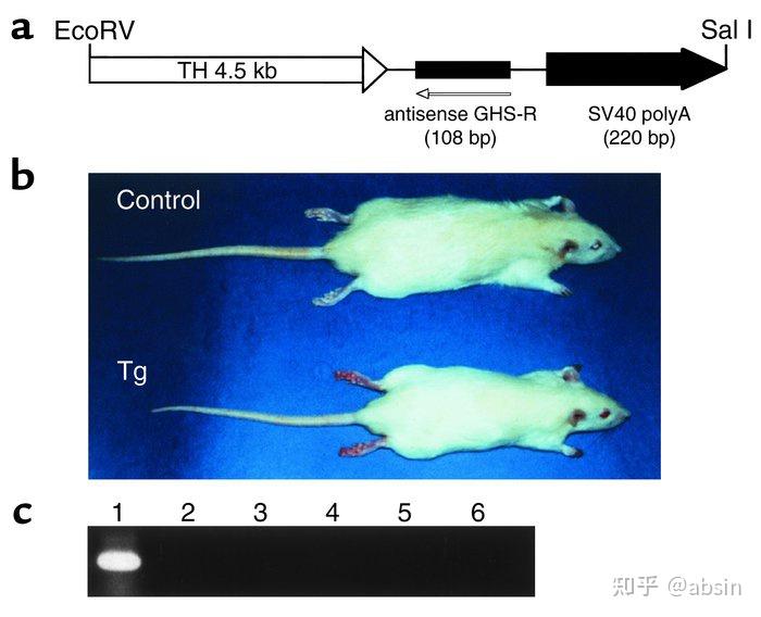 1,对生长的影响ghs-r 的生物学效应ghs-r 大量分布于垂体前叶和中枢