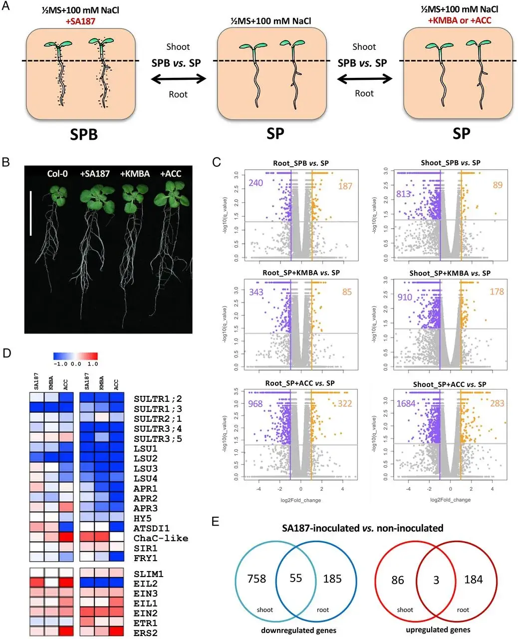 PNAS | 研究揭示硫代谢在内生菌诱导植物耐盐中的协调作用! - 知乎