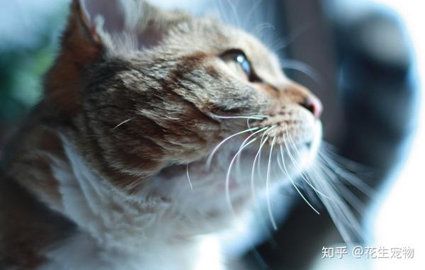 如何判断猫咪患上抑郁症并快速治疗 知乎 如何判断猫咪患上抑郁症并快速治疗 知乎