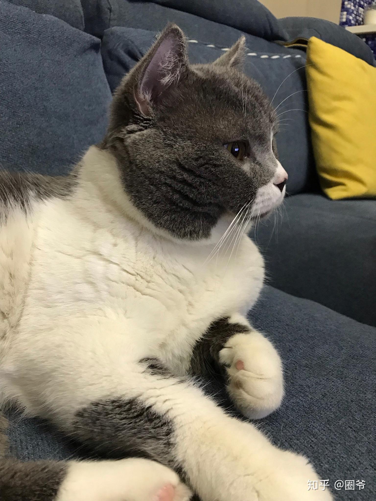 猫很大很胖是一种怎样的体验