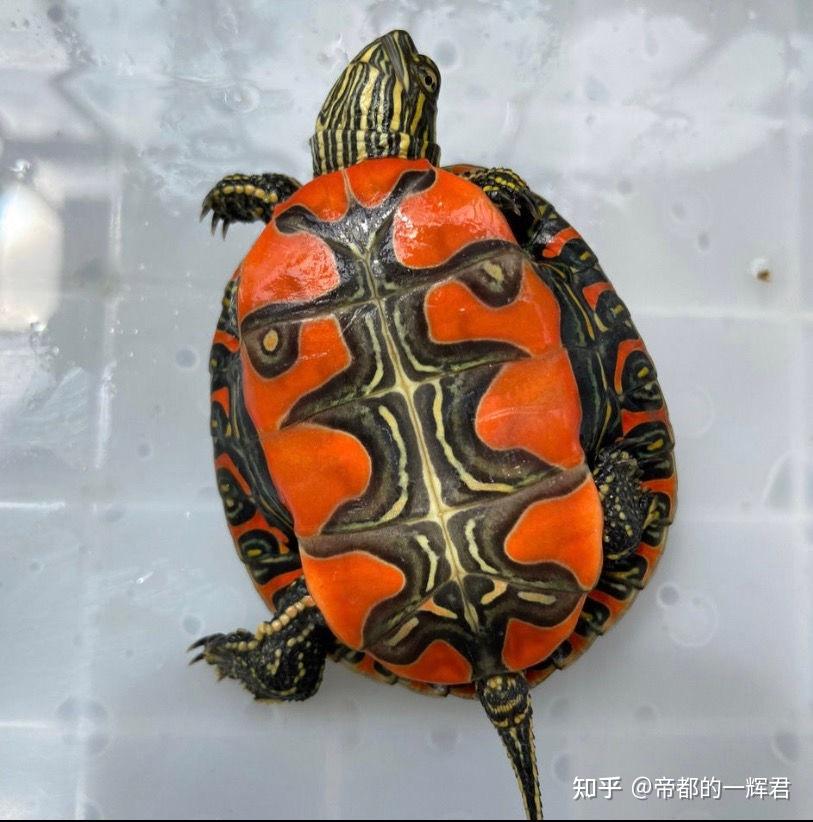 如何分辨东锦乌龟和西锦乌龟?