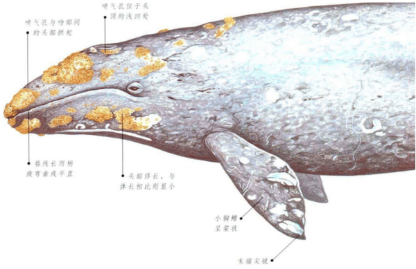 海底鲸鱼小报告须鲸篇二