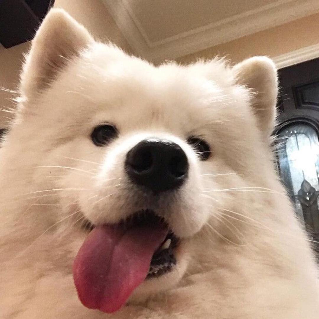 有没有超级可爱的微信头像呢?